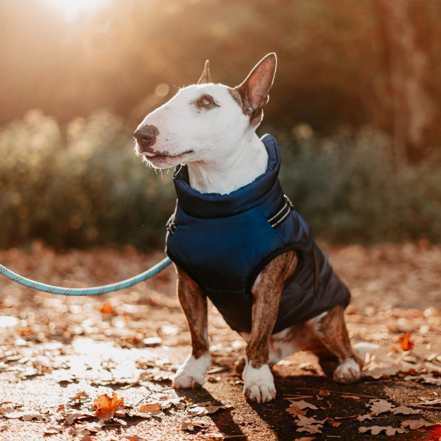 Pet waterproof warm jacket