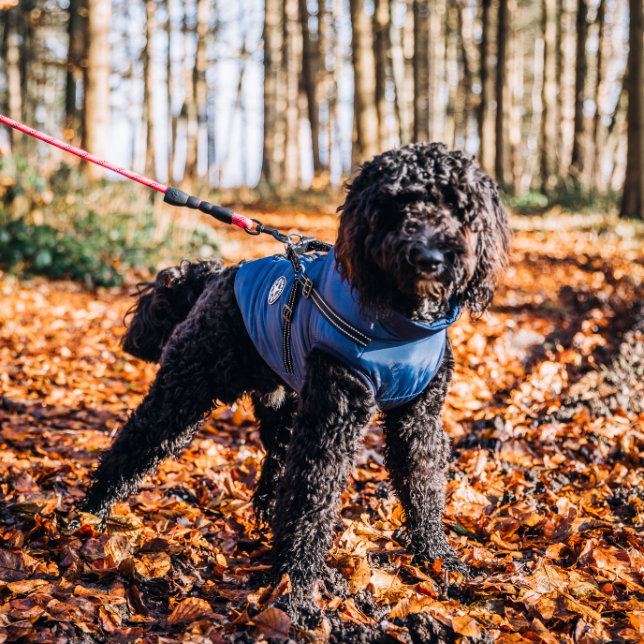 Pet waterproof warm jacket